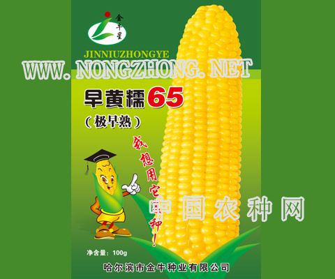 早黄糯65